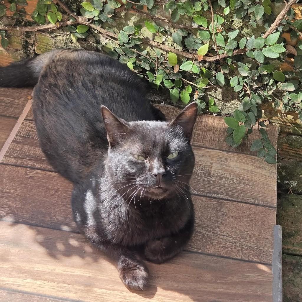 Milton, gato de porte pequeno para adoção em Chapecó - SC — foto 5 de 6