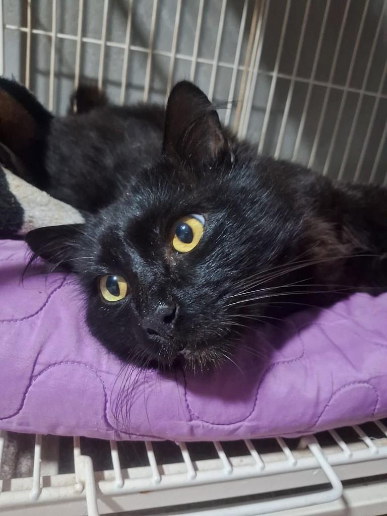 Fuligem, gato de porte médio para adoção em Chapecó - SC