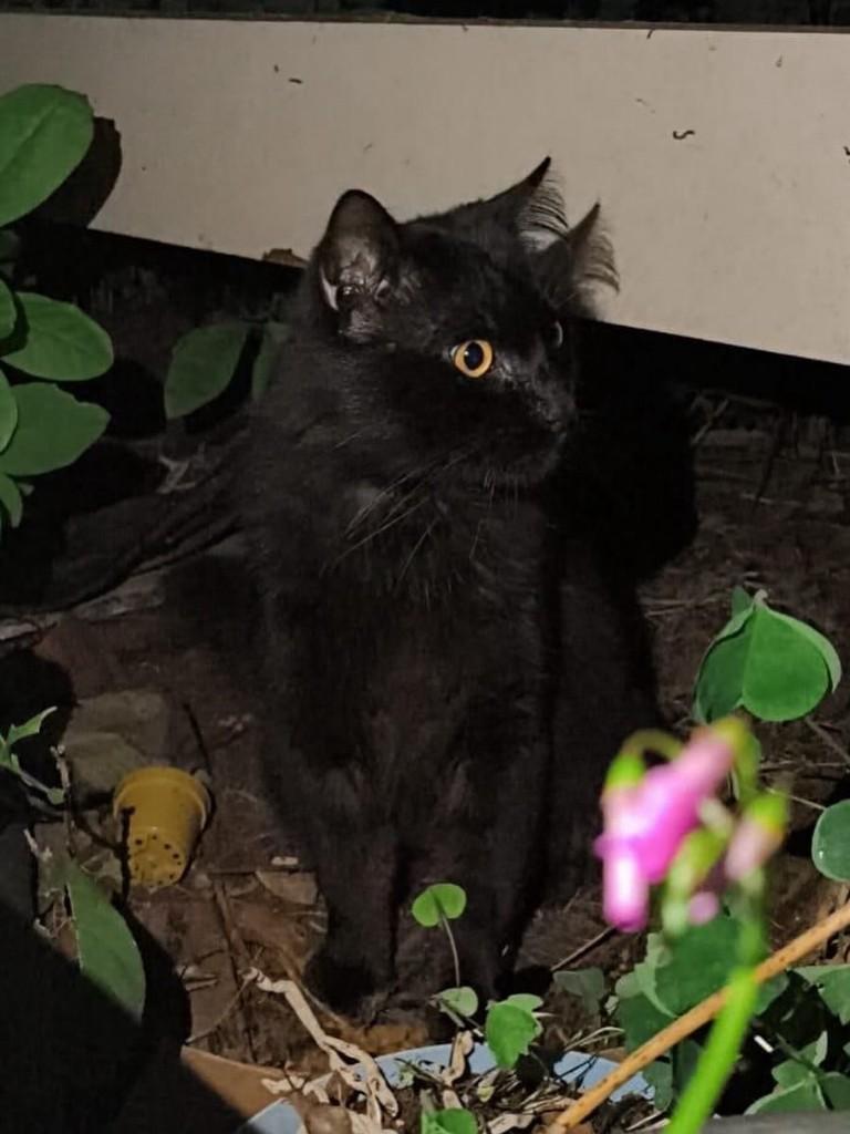 Fuligem, gato de porte médio para adoção em Chapecó - SC — foto 2 de 3