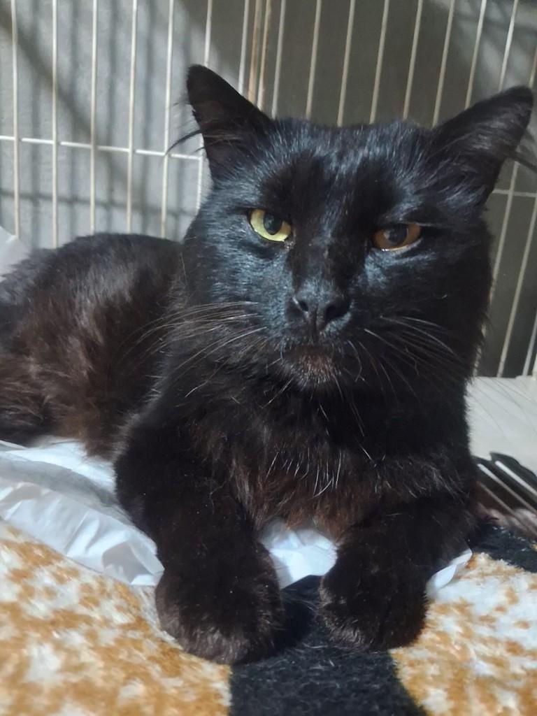 Fuligem, gato de porte médio para adoção em Chapecó - SC — foto 3 de 3