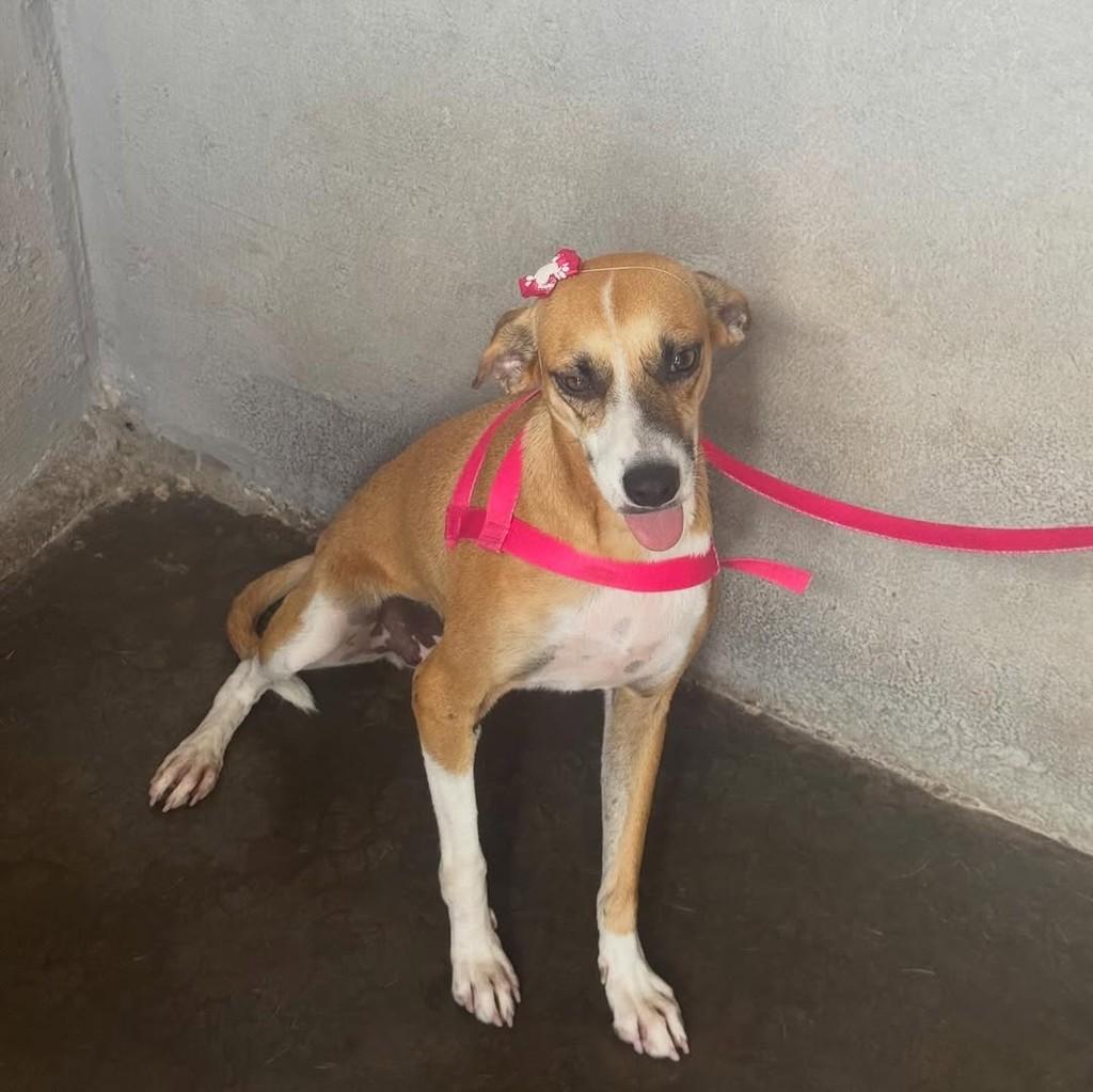 Olga, cachorro de porte médio para adoção em João Pessoa - PB