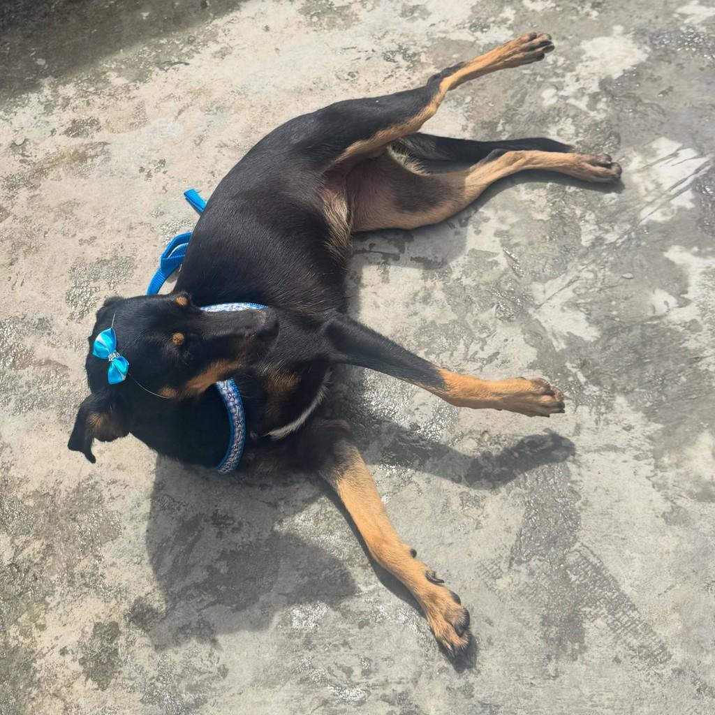 Belatrix, cadela de porte médio para adoção em João Pessoa - PB
