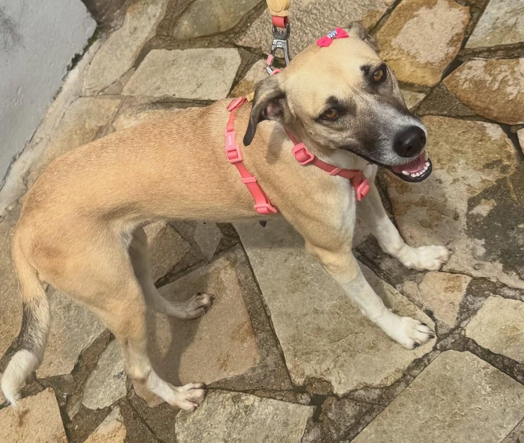 Mel, cadela de porte médio para adoção em João Pessoa - PB