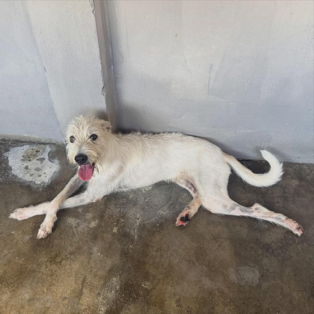 Luke, cachorro de porte médio para adoção em João Pessoa - PB