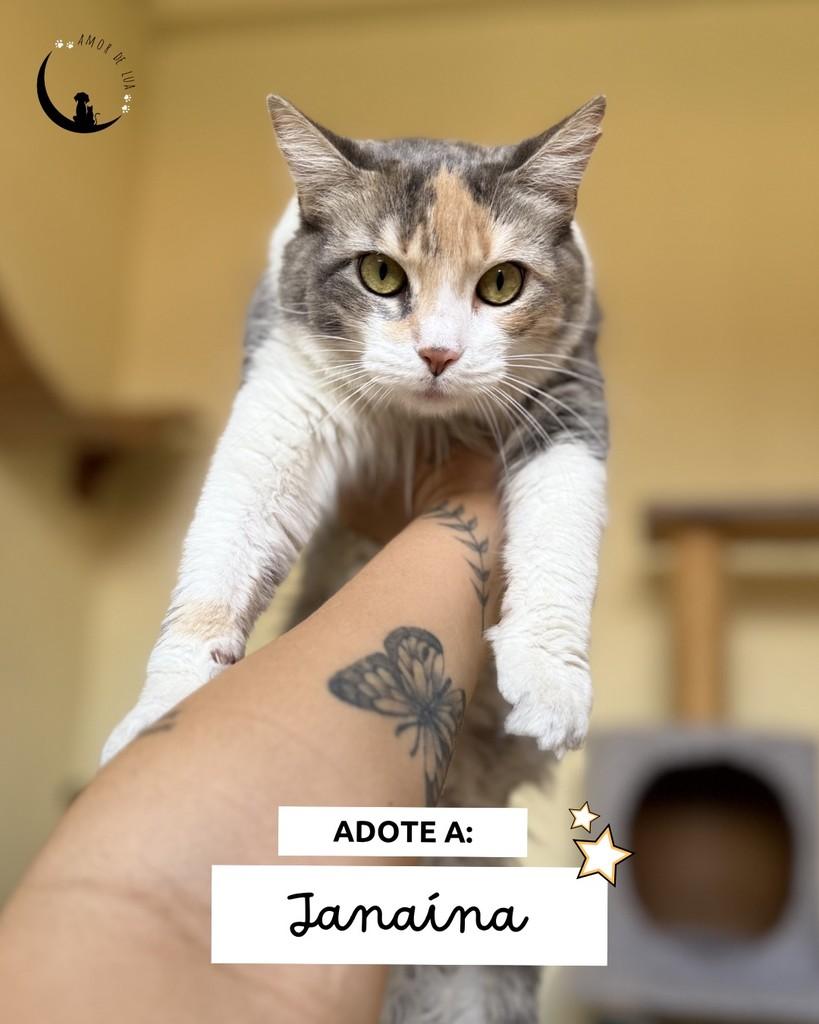 Janaína, gato de porte médio para adoção em Belo Horizonte - MG
