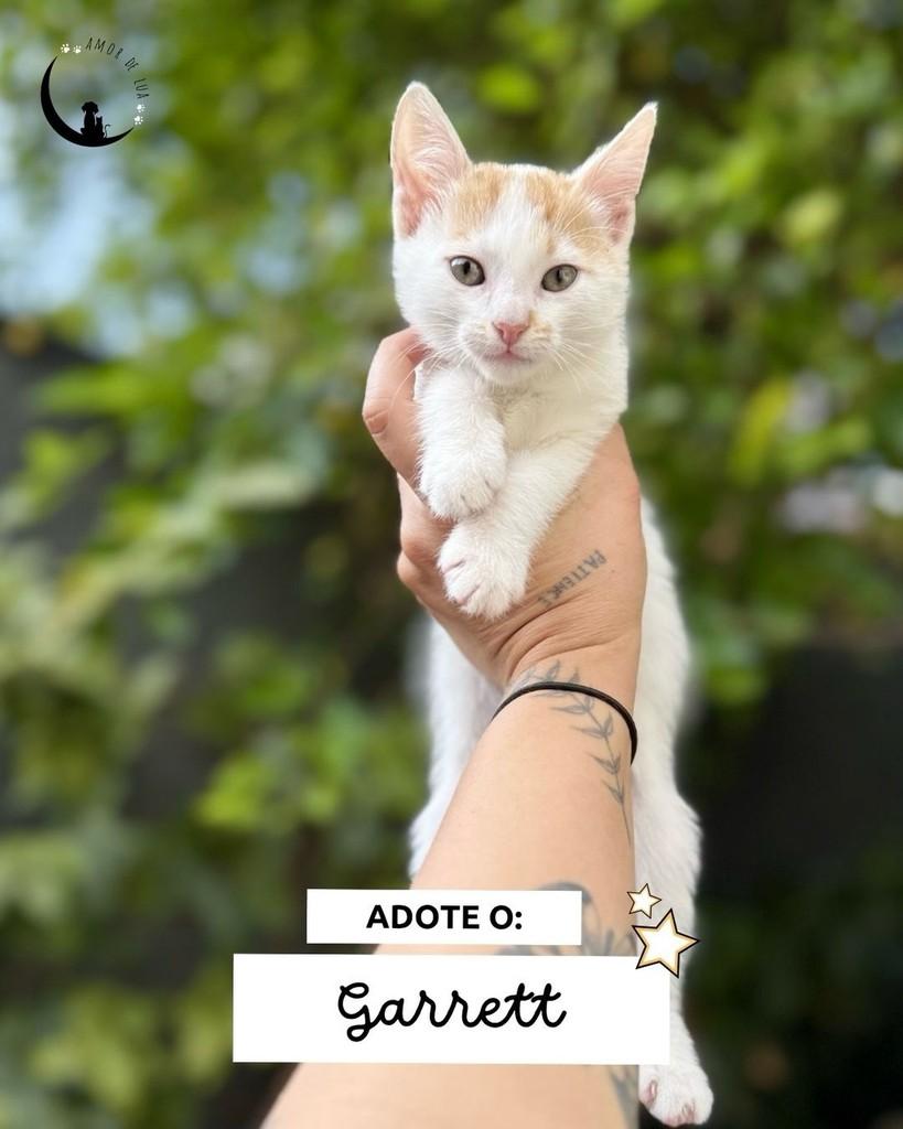 Garrett, gato de porte pequeno para adoção em Belo Horizonte - MG