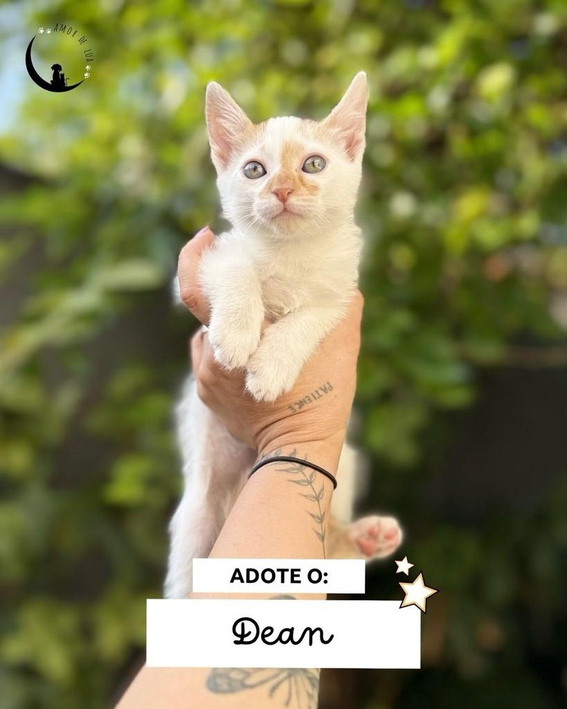 Dean, gato de porte pequeno para adoção em Belo Horizonte - MG