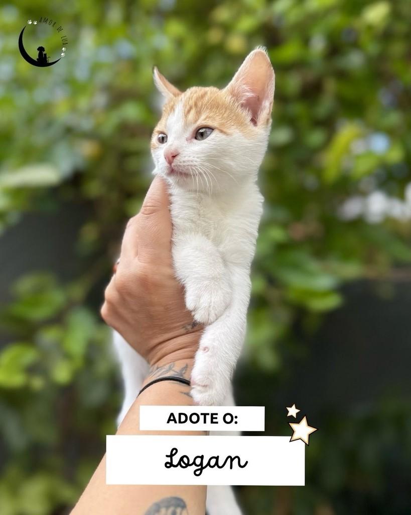 Logan, gato de porte pequeno para adoção em Belo Horizonte - MG