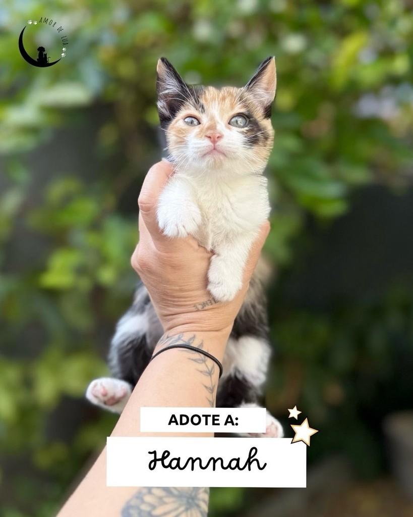 Hannah, gato de porte pequeno para adoção em Belo Horizonte - MG