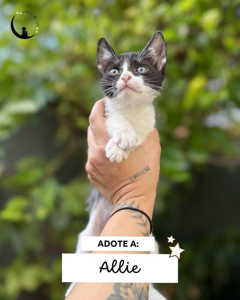 Allie, gato de porte pequeno para adoção em Belo Horizonte - MG