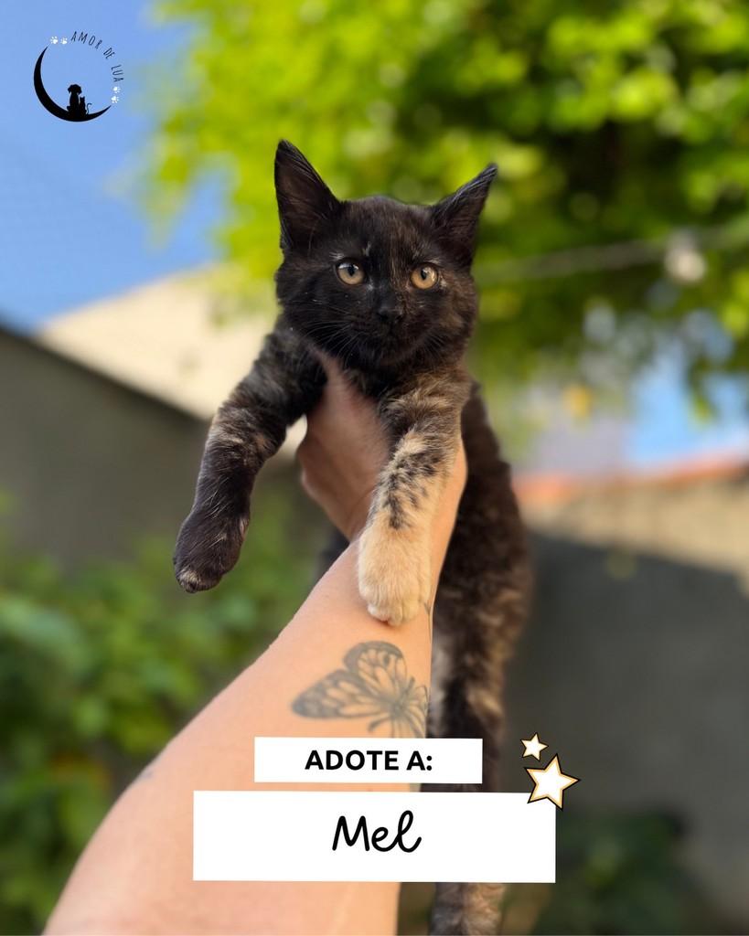 Mel, gato de porte pequeno para adoção em Belo Horizonte - MG