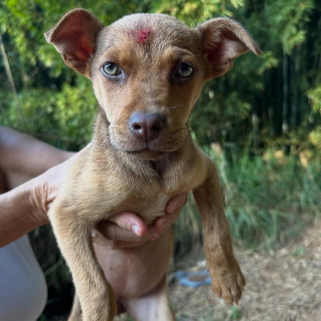 Analita, cadela de porte pequeno para adoção em Cambuquira - MG
