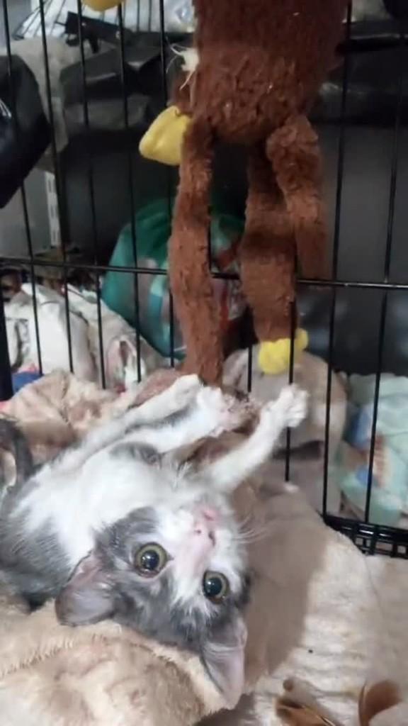 José, gato de porte pequeno para adoção em São José do Rio Preto - SP