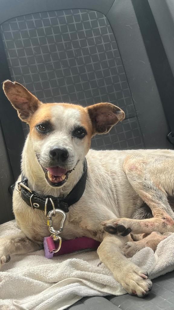Fred, cachorro de porte pequeno para adoção em Fortaleza - CE