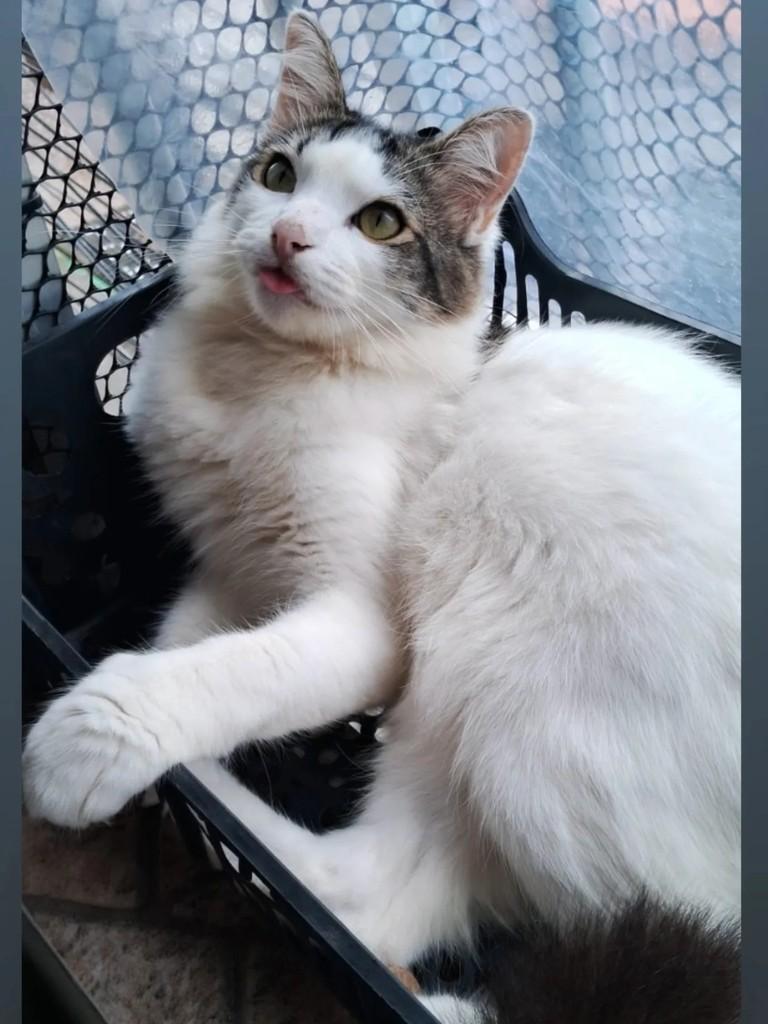 Gatão, gato de porte médio para adoção em Fortaleza - CE