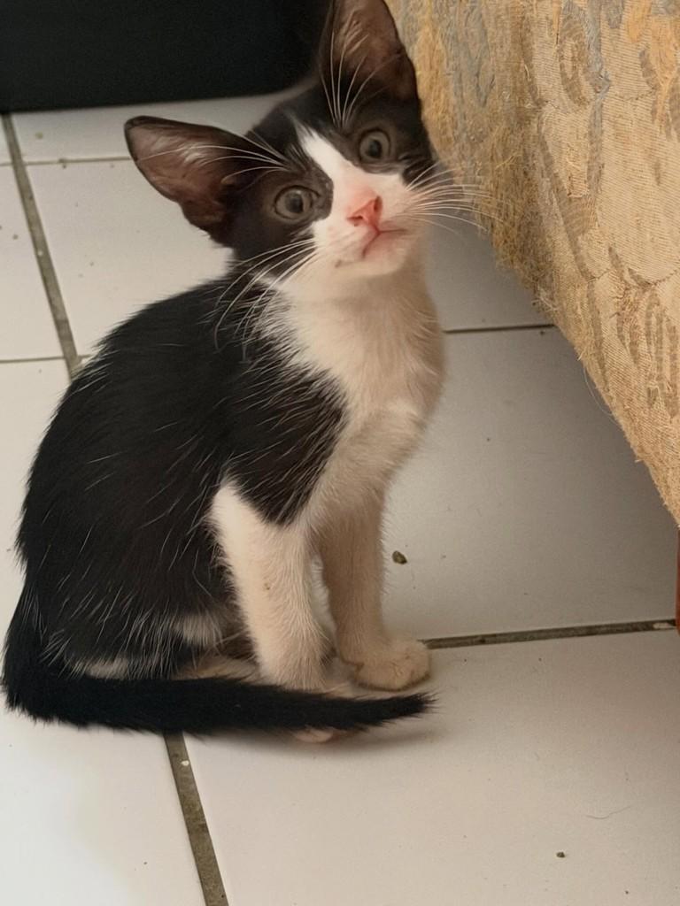 Elisa, gata de porte pequeno para adoção em Fortaleza - CE