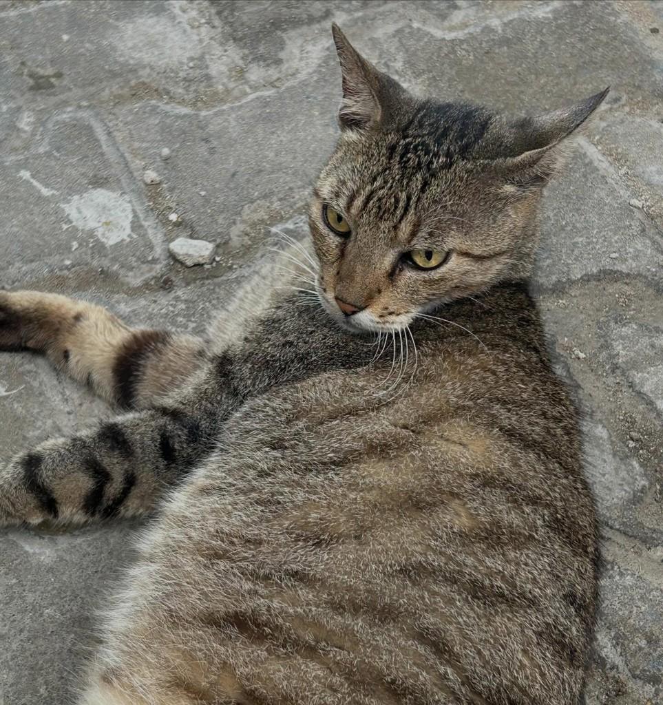 Theo, gato de porte médio para adoção em Fortaleza - CE