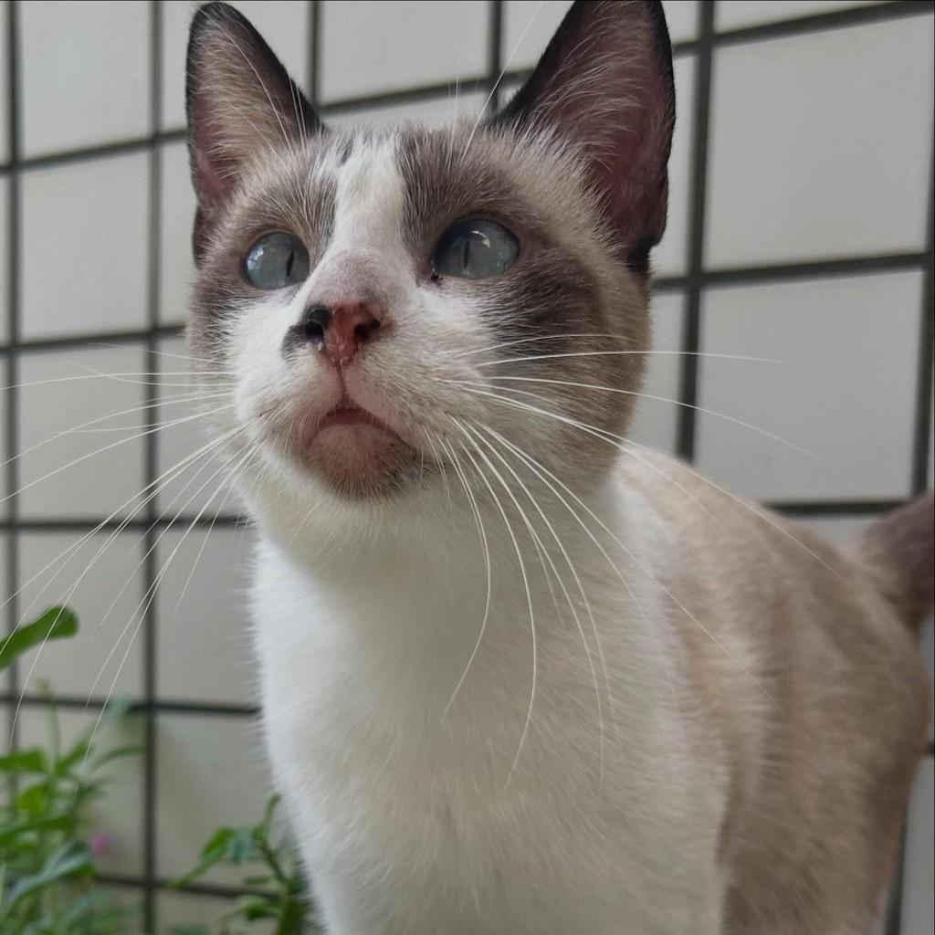 Gabriel, gato de porte médio para adoção em Fortaleza - CE