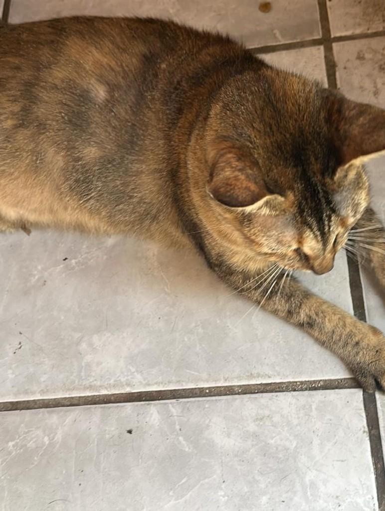 Nara, gata de porte pequeno para adoção em Fortaleza - CE