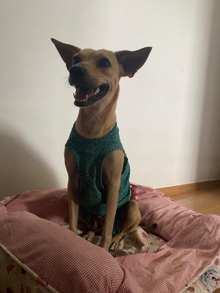 Melissa, cadela de porte pequeno para adoção em Fortaleza - CE