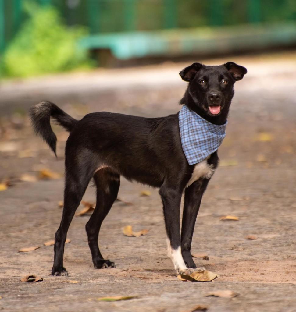 Pretinho, cachorro de porte médio para adoção em Fortaleza - CE