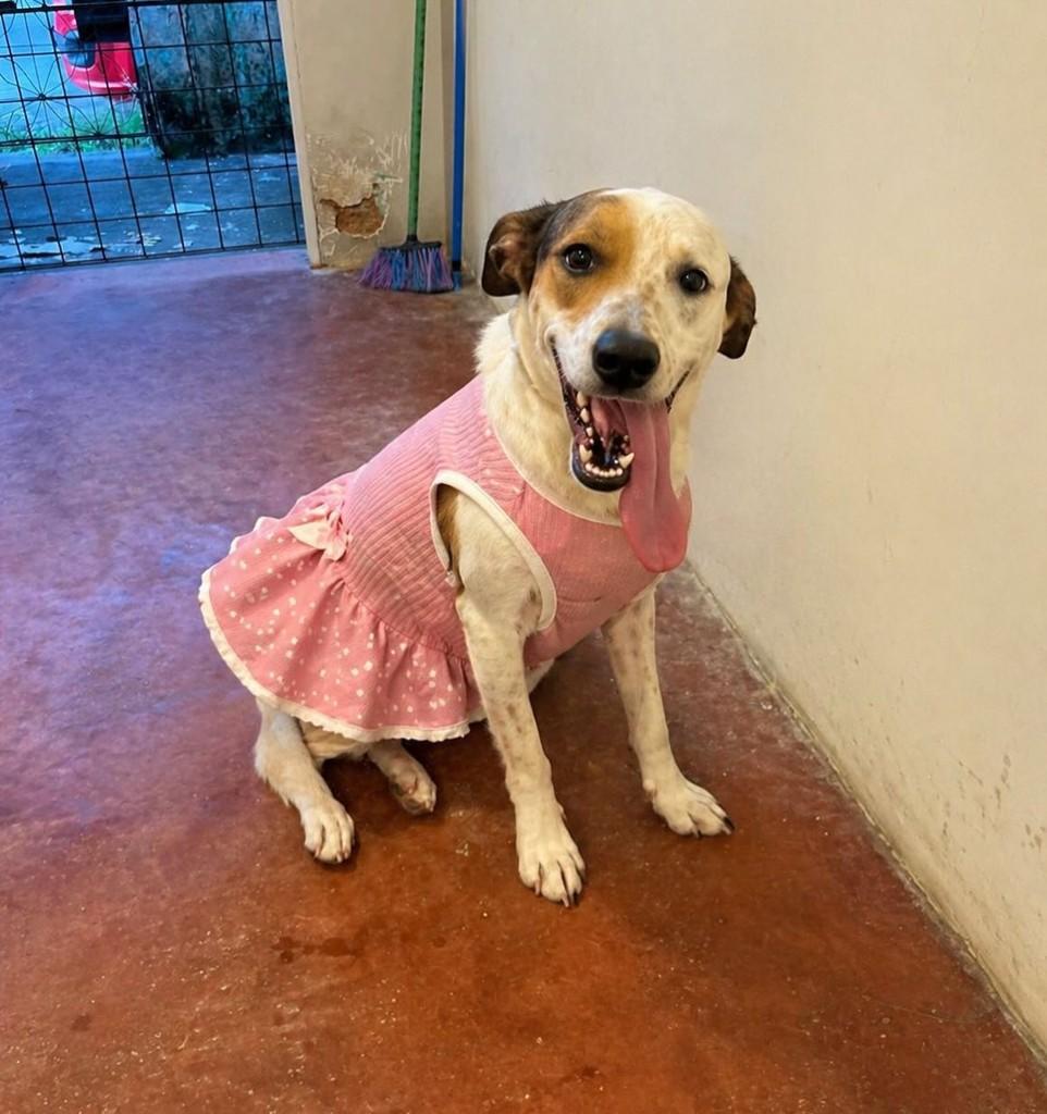 Princesa Nevada, cachorro de porte médio para adoção em Fortaleza - CE