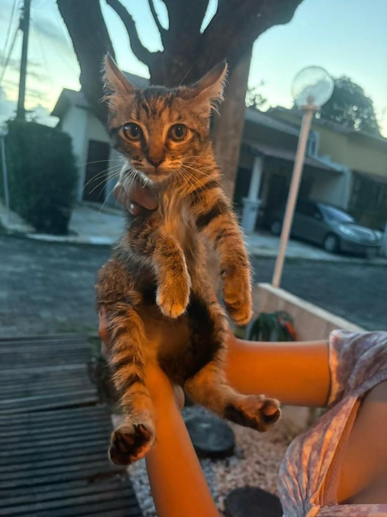 Peludinha, gata de porte pequeno para adoção em Fortaleza - CE