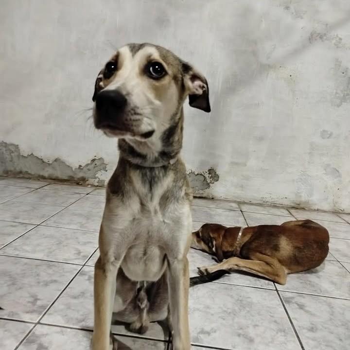 Amendoim, cachorro de porte pequeno para adoção em Fortaleza - CE