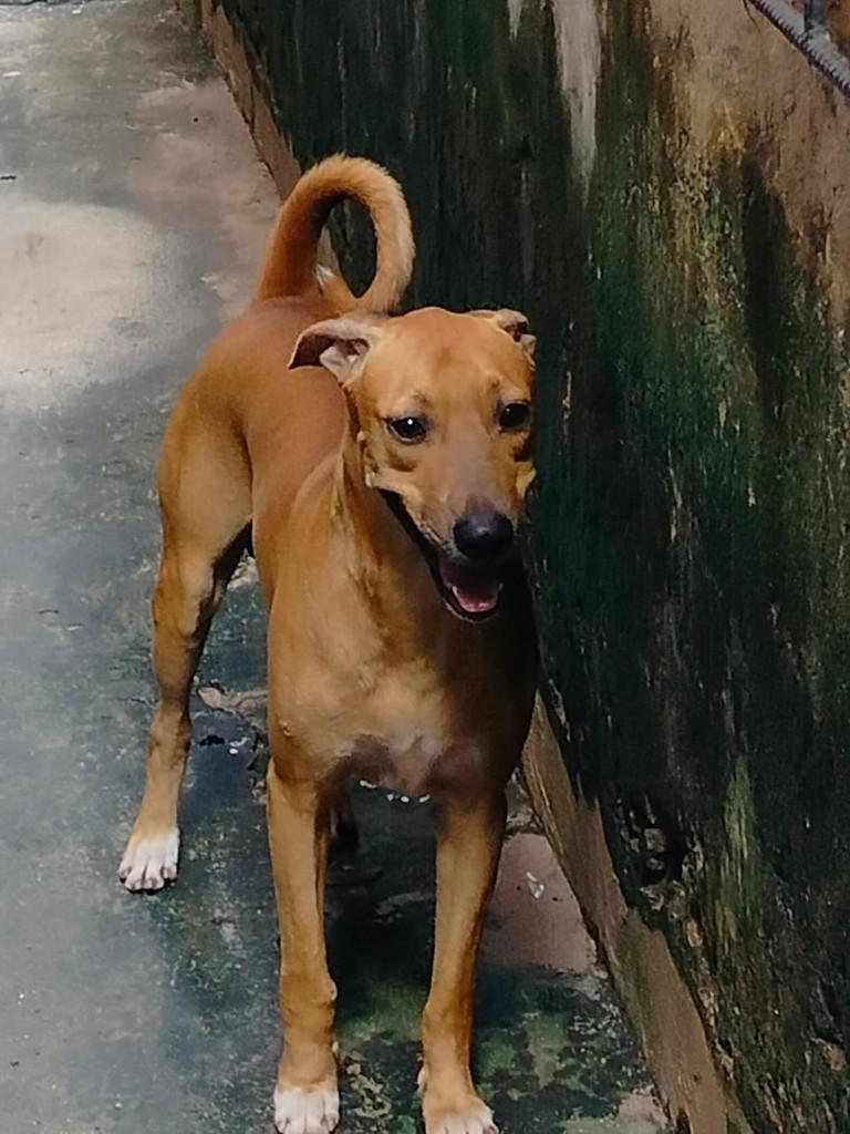 Rafinha, cachorro de porte médio para adoção em Fortaleza - CE