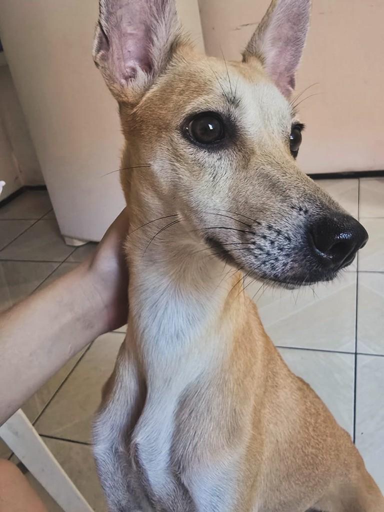 Lulu, cadela de porte pequeno para adoção em Fortaleza - CE