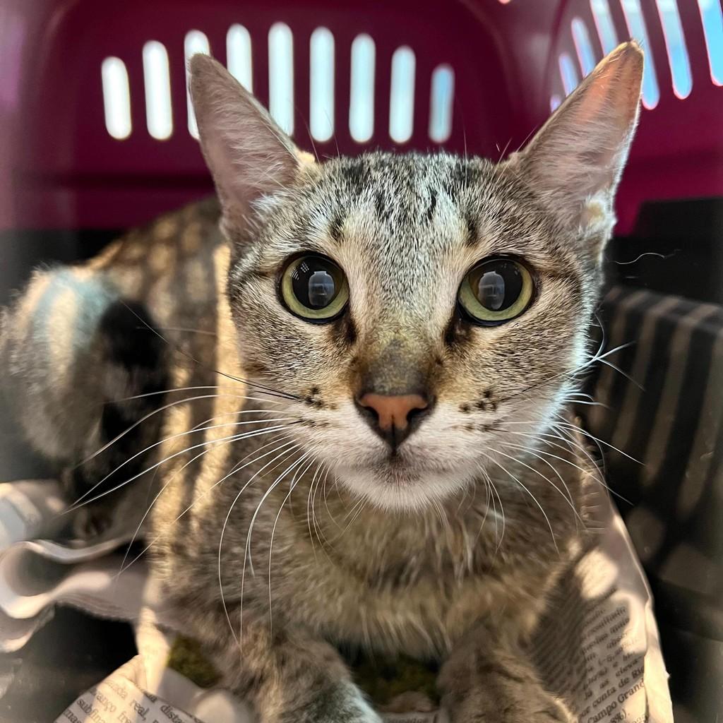 Molly, gata para adoção em Fortaleza - CE