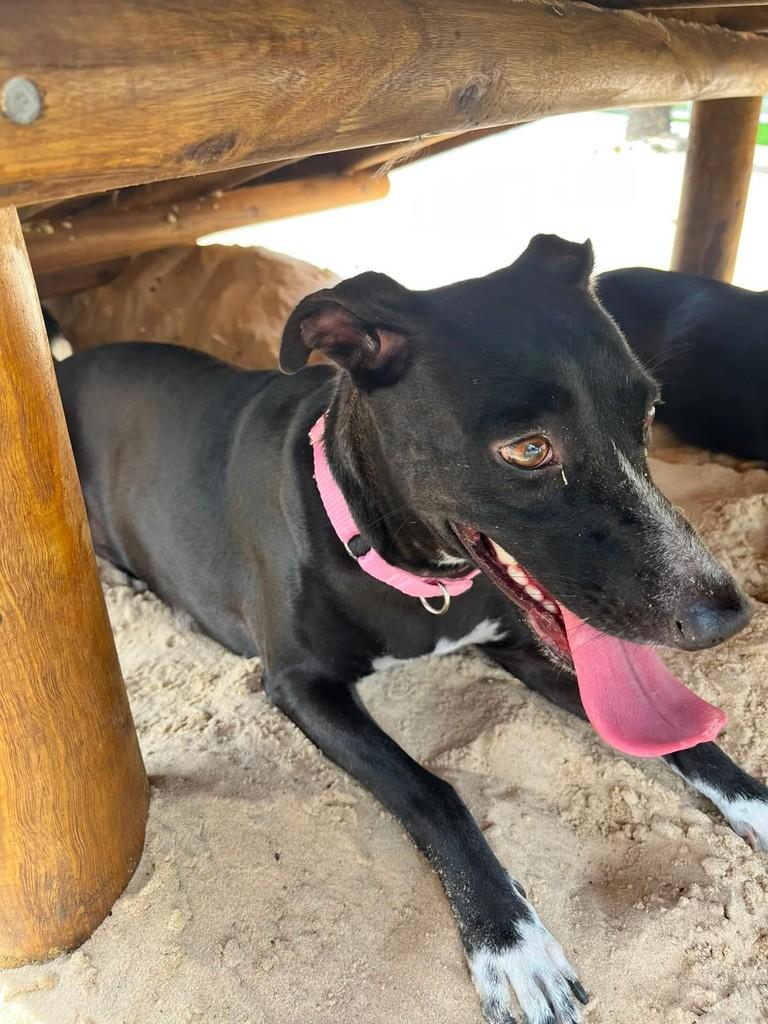 Petra, cachorro de porte médio para adoção em Fortaleza - CE
