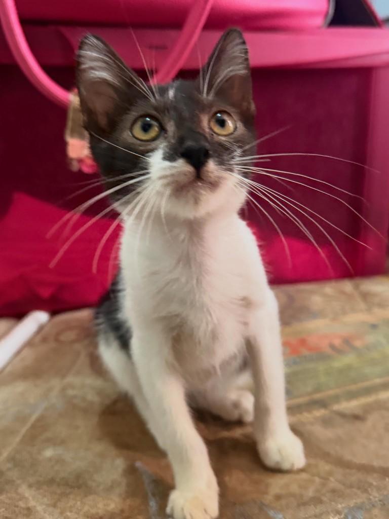 Joaquim, gato de porte pequeno para adoção em Fortaleza - CE