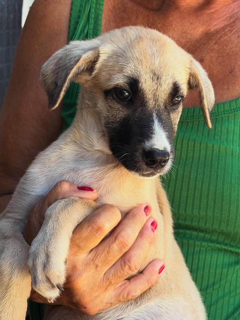 Maluzinha, cachorro de porte pequeno para adoção em Fortaleza - CE