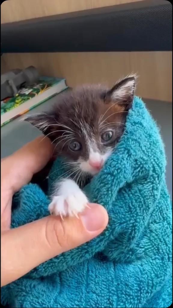 Príncipe, gato de porte pequeno para adoção em Fortaleza - CE