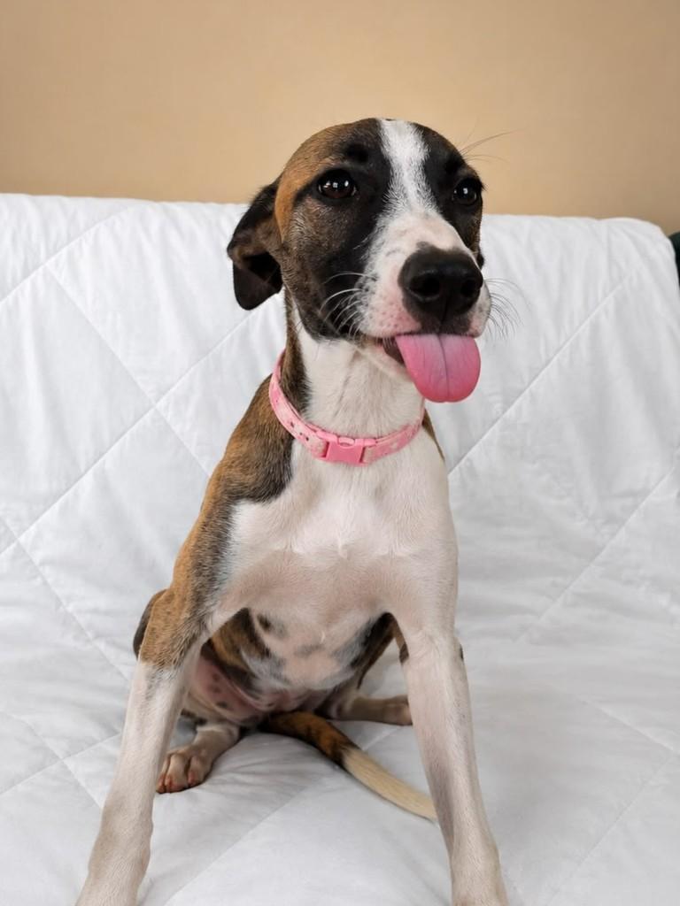 Laila, cadela de porte médio para adoção em Fortaleza - CE