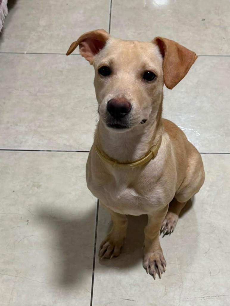 Letícia, cachorro de porte pequeno para adoção em Fortaleza - CE