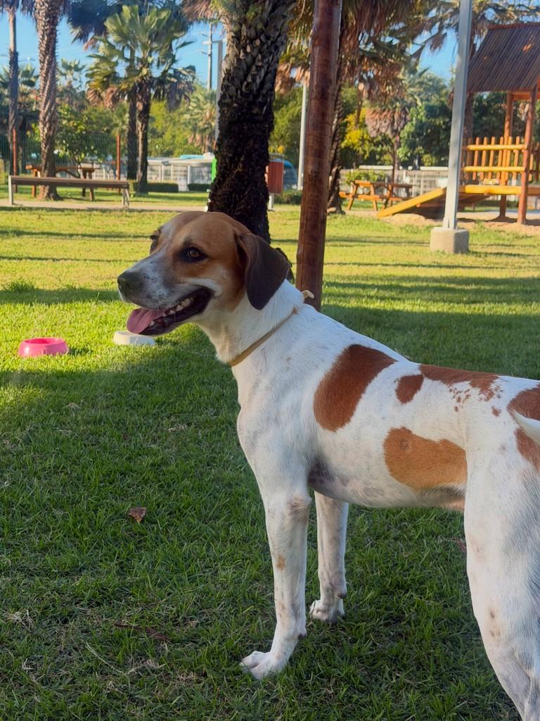 Paulo André, cachorro de porte pequeno para adoção em Fortaleza - CE