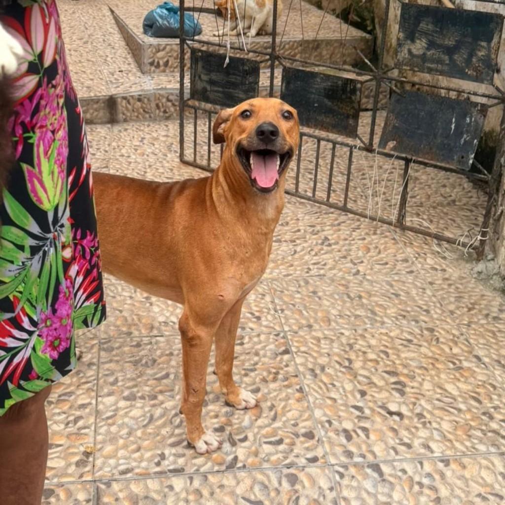 Caramelinho, cachorro de porte médio para adoção em Fortaleza - CE