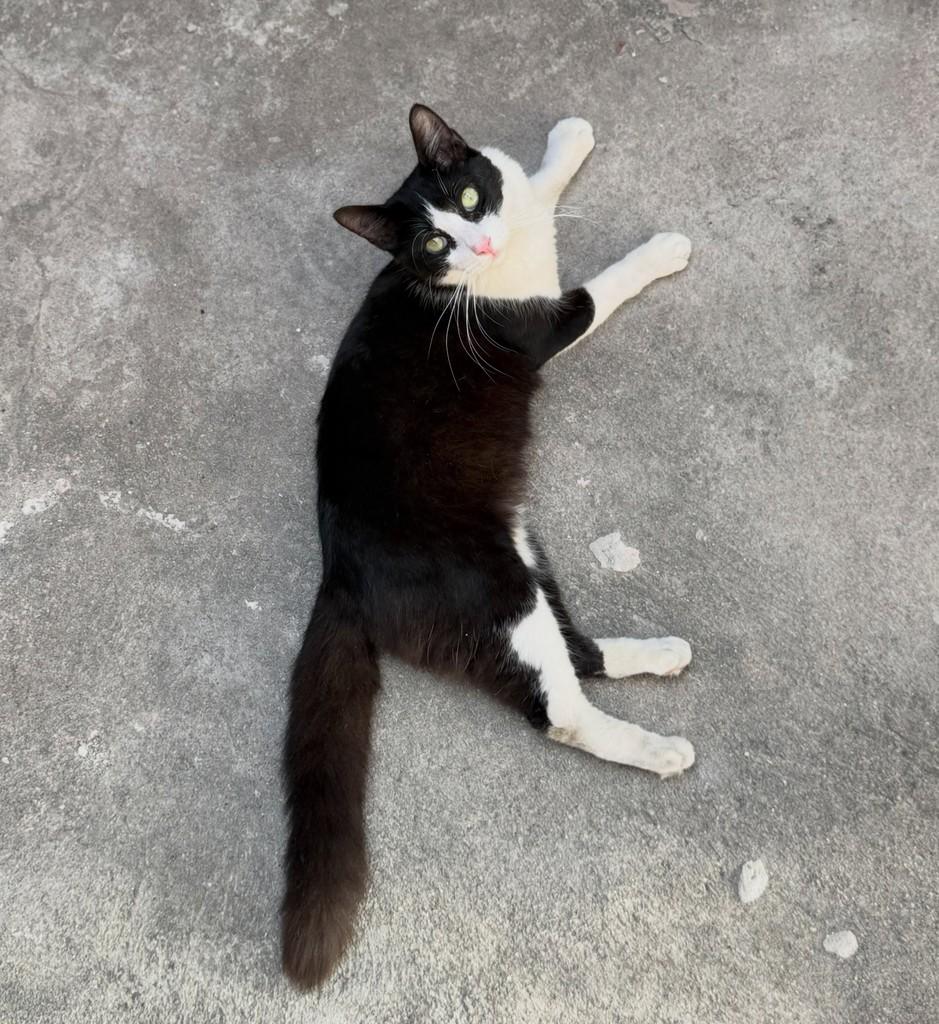 Frajolinha, gato de porte médio para adoção em Fortaleza - CE