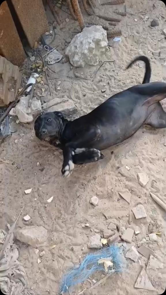 Fofuxa, cadela de porte pequeno para adoção em Fortaleza - CE