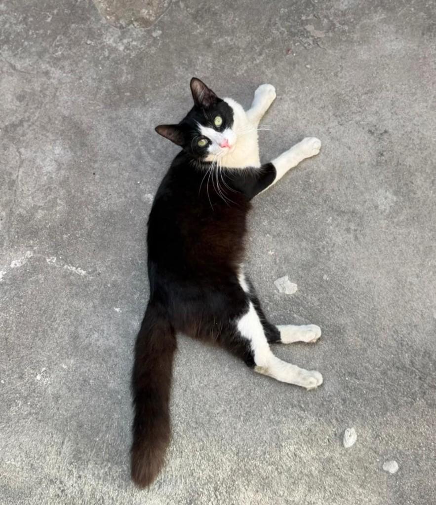 João Frajola, gato de porte médio para adoção em Fortaleza - CE