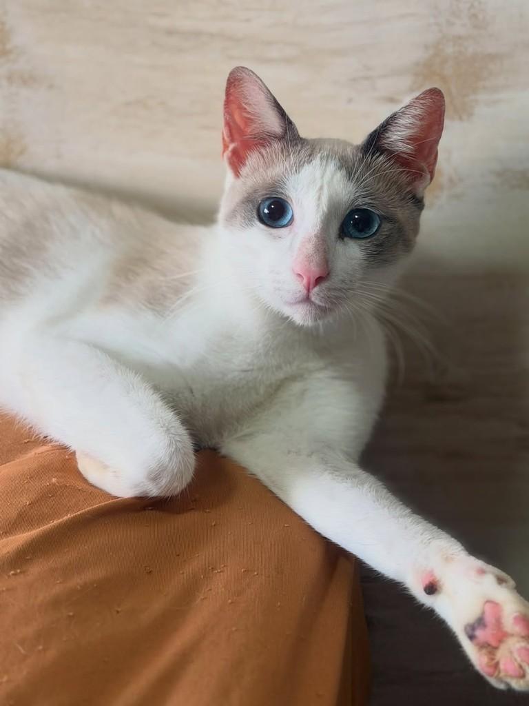 Leopoldo, gato de porte médio para adoção em Fortaleza - CE