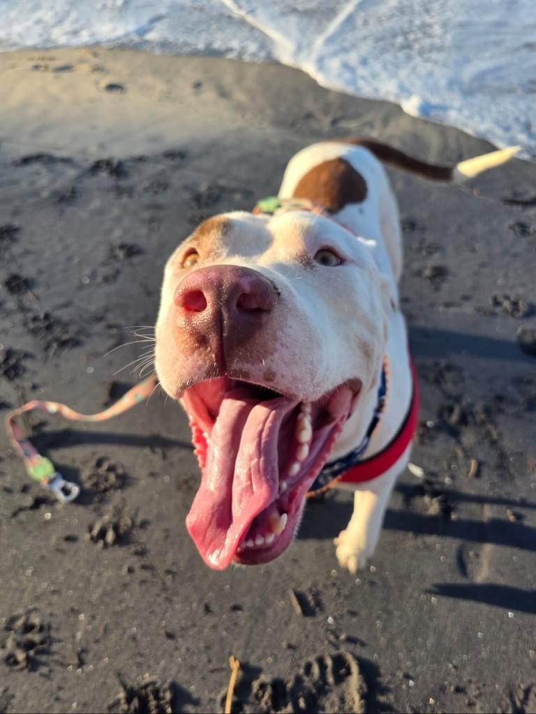 Dante, cachorro de porte médio para adoção em Fortaleza - CE