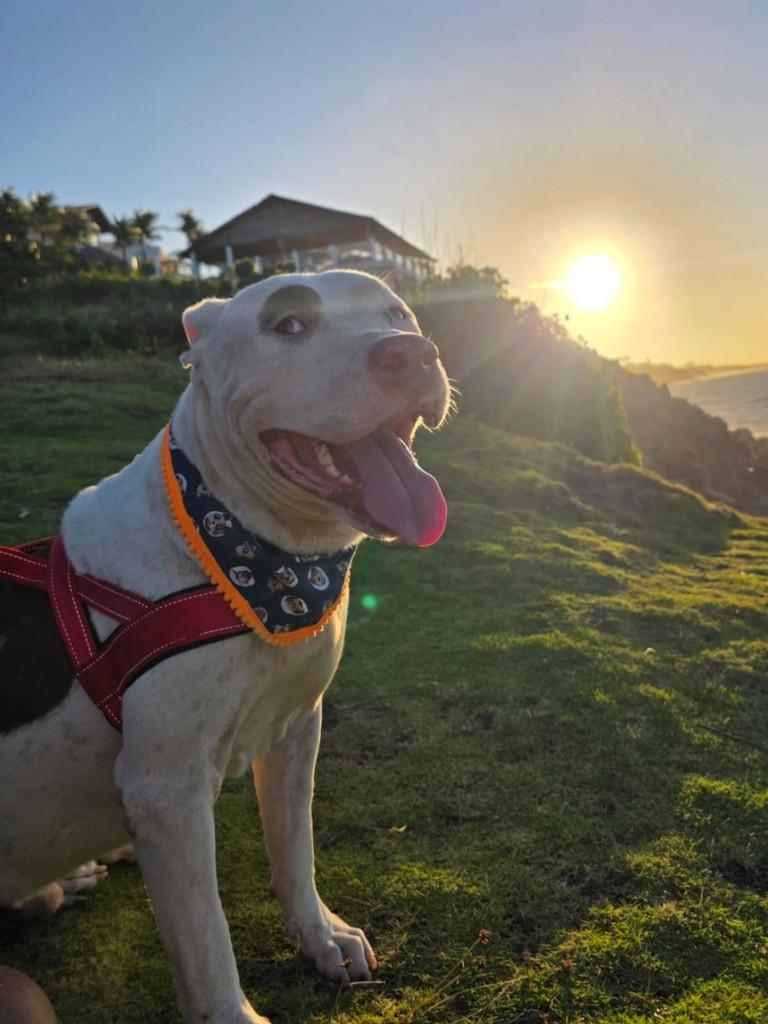 Dante, cachorro de porte médio para adoção em Fortaleza - CE — foto 2 de 5