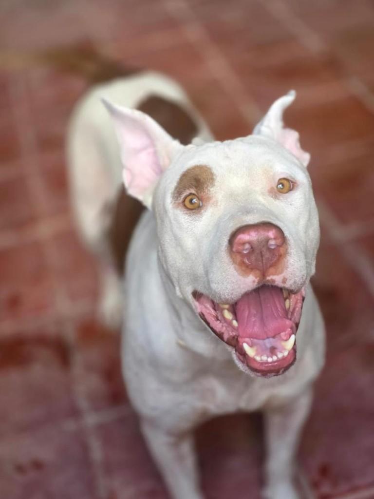 Dante, cachorro de porte médio para adoção em Fortaleza - CE — foto 3 de 5