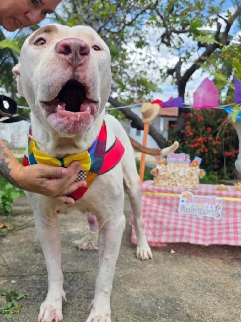 Dante, cachorro de porte médio para adoção em Fortaleza - CE — foto 4 de 5