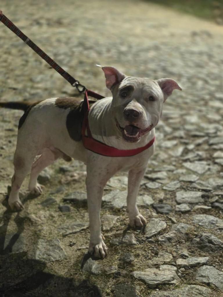 Dante, cachorro de porte médio para adoção em Fortaleza - CE — foto 5 de 5