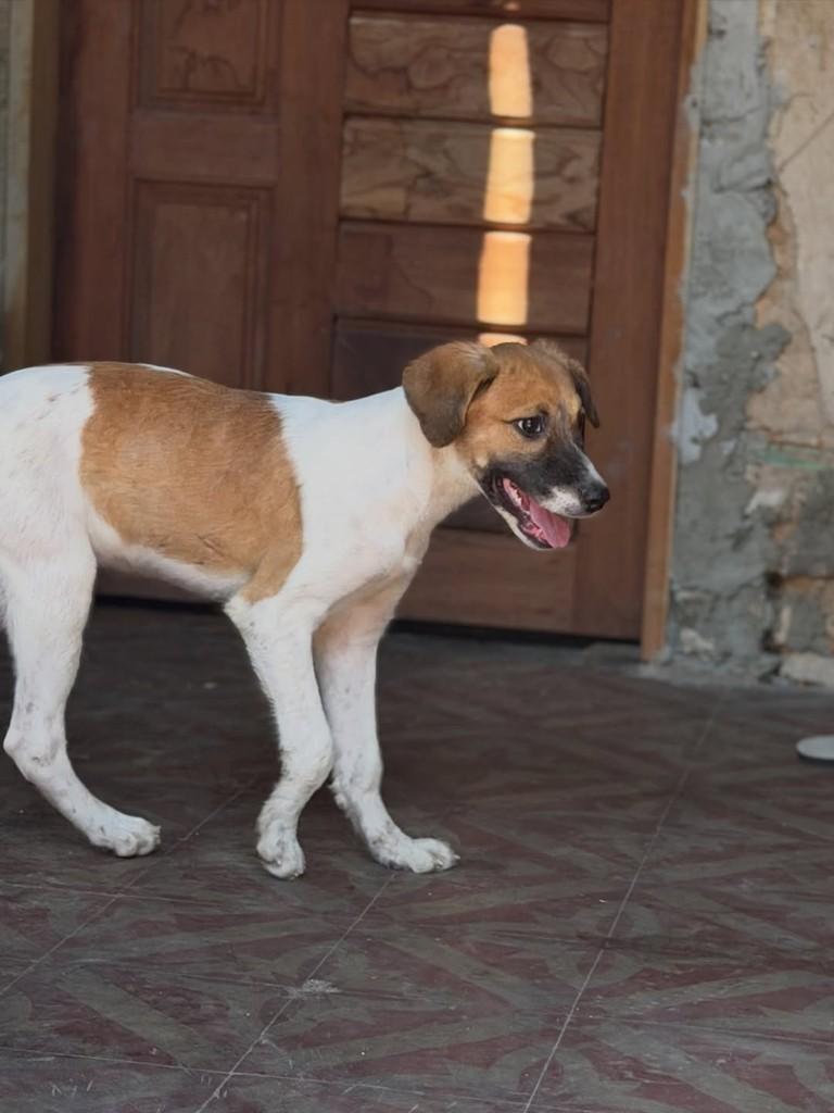 Jurema, cadela de porte pequeno para adoção em Fortaleza - CE