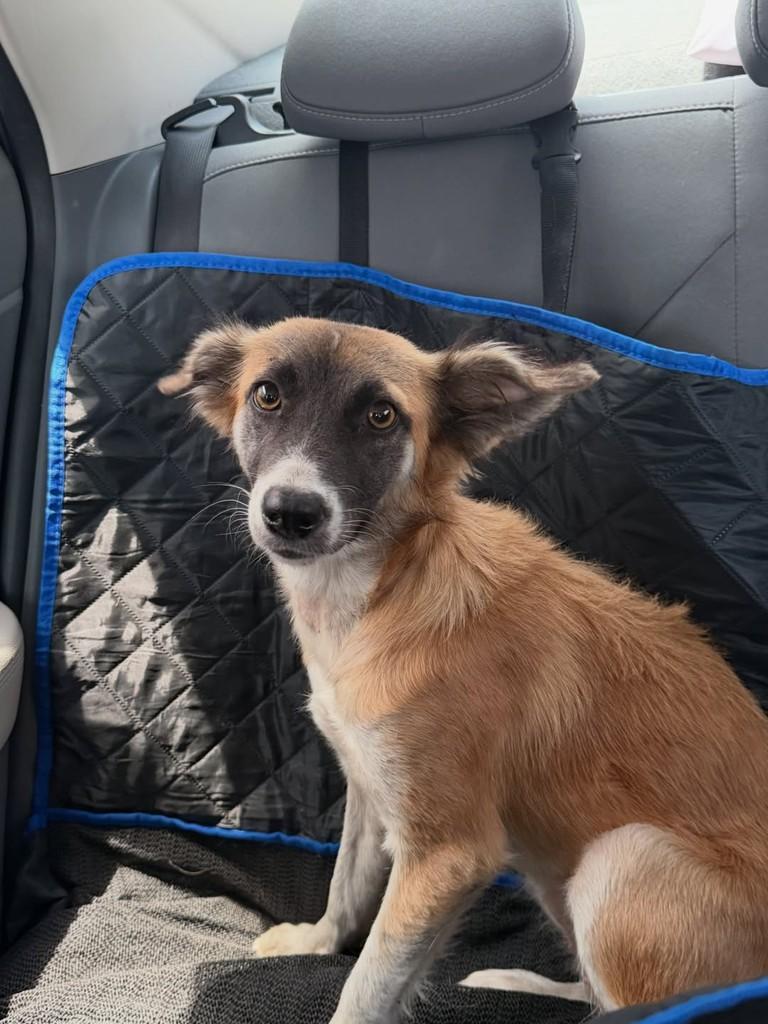 Lola, cadela de porte pequeno para adoção em Fortaleza - CE